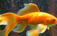 Bikin Geger, Ikan Mas di China Bisa Berenang Meski Tanpa Kepala