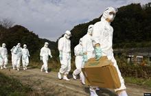 50.000 Ekor Ayam Dimusnahkan Usai Merebak Flu Burung di Jepang