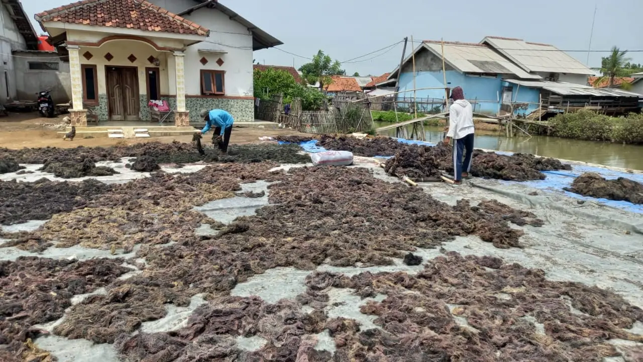 Koperasi Mina Agar Makmur, produsen rumput laut binaan Subholding Upstream Regional Jawa Bagian Barat Field Tambun