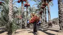Seorang petani membawa buah kurma selama panen tahunan di Deir al-Balah di Jalur Gaza tengah (24/9/2019). Warga Palestina yang tinggal di Deir al-Balah tengah sibuk dengan hasil panen kurmanya yang melimpah. (AFP Photo/Said Khatib)