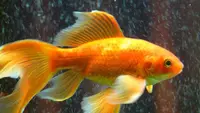 Viral Ikan Mas di China Masih Bisa Berenang Meski Tanpa Kepala