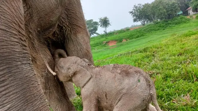 Anak gajah Sumatera betina lahir di Taman Nasional Way Kambas, pada 26 Februari 2024. (dok. Biro Humas KLHK)
