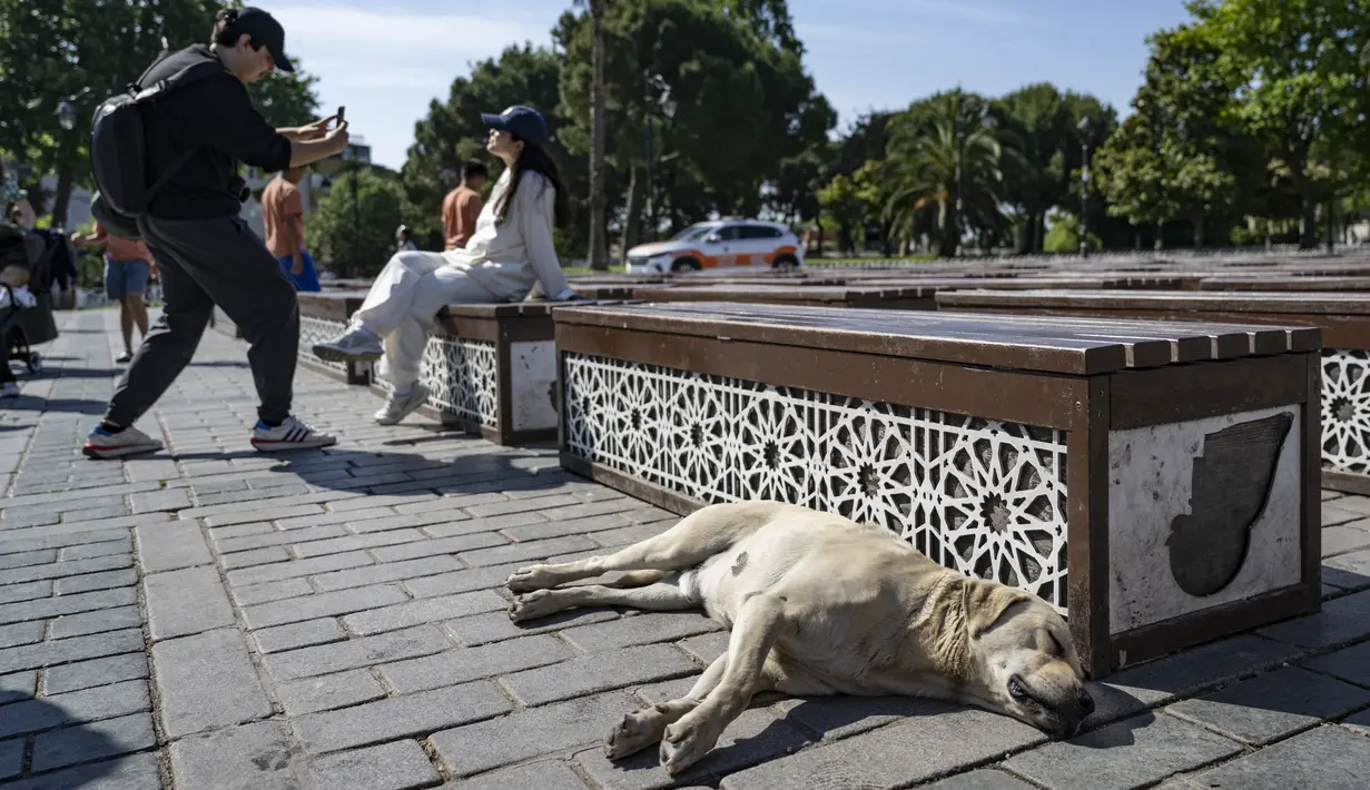 Anjing yang sakit, diyakini mengidap rabies atau menunjukkan perilaku agresif akan disuntik mati. (Yasin AKGUL / AFP)