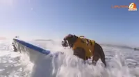 [VIDEO] Unik, Lomba Anjing Berselancar