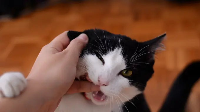 arti mimpi digigit kucing