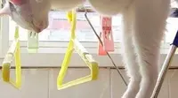 7 Foto-Foto Kucing Super Kocak, Banyak Gaya tapi Bikin Gemas (@Suzebeaup/instagram.com)