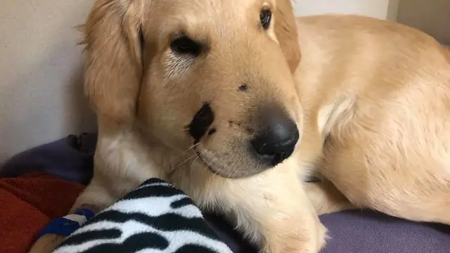 Todd, si anjing penyelamat (boredpanda)