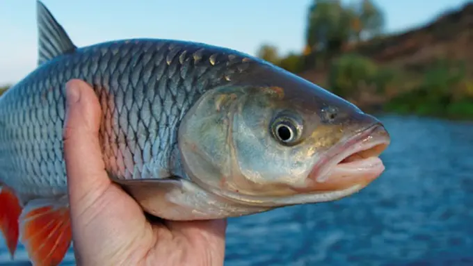 Photo: Copyright zeenews.india.com