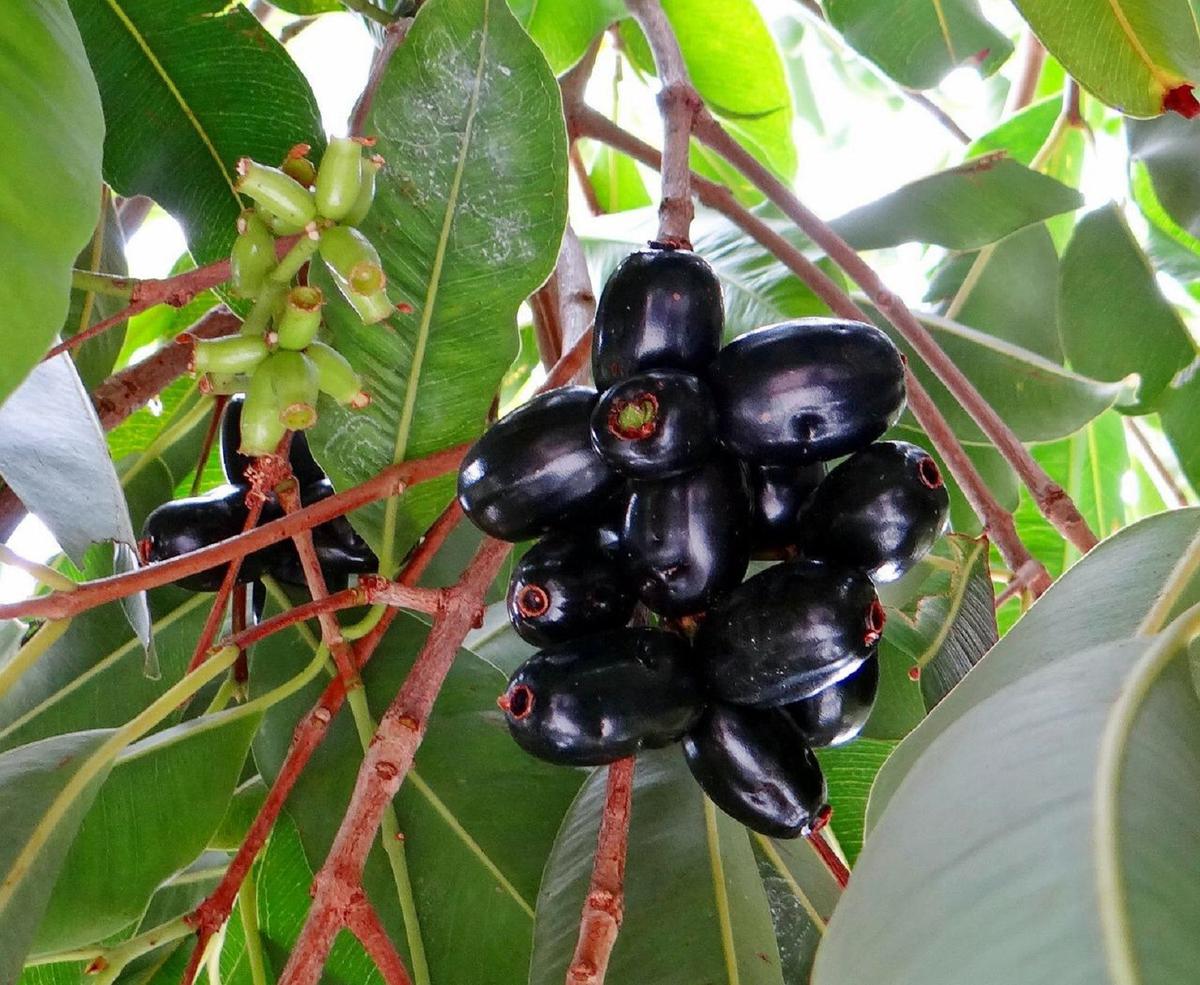 Jamblang