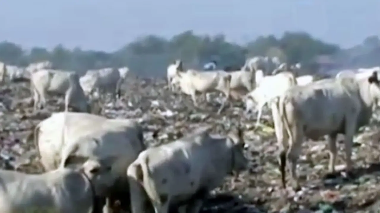 Sapi-Makan-Sampah