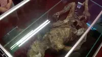 Mumi pendaki misterius yang masih memiliki gigi, rambut, dan kuku, akhirnya dipamerkan di museum