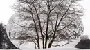 Patung "Cloud Gate" yang dilapisi salju dan berlapis salju dari Sculptor Anish Kapoor menjadi latar belakang pohon tandus Kamis, 4 Februari 2021, saat pengunjung memasuki Chicago's Millennium Park di awal badai salju lainnya. (AP Photo/Charles Rex Arbogast)