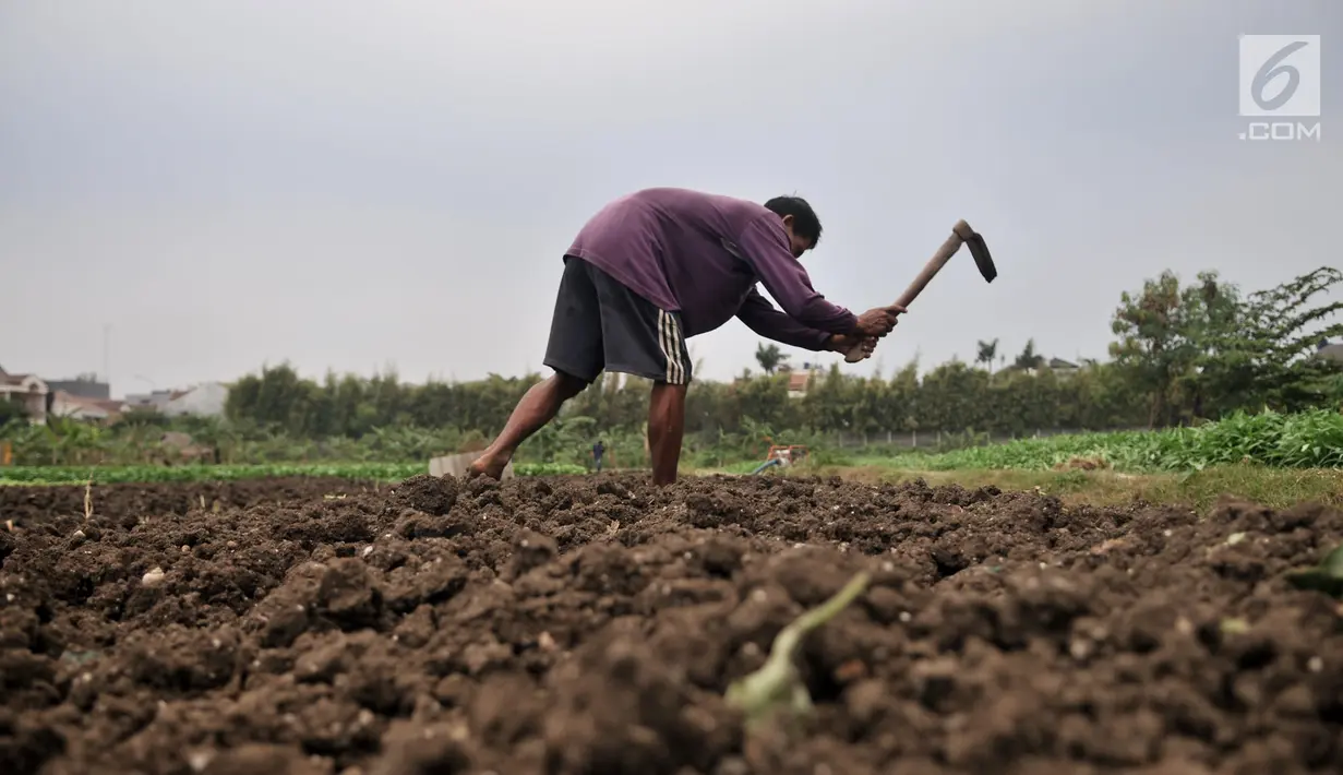 Kondisi tanah di salah satu lahan kebun bayam yang mengalami kekeringan di perkebunan sayur kawasan Sunter, Jakarta, Selasa (9/7/2019). Selain kekurangan air, kemarau yang tengah melanda juga menyebabkan pertumbuhan sayuran menjadi lambat. (merdeka.com/Iqbal S. Nugroho)