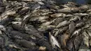Orang-orang mengamati ribuan ikan mas mati mengapung di atas permukaan Sungai Eufrat dekat kota Sadat al Hindiya di Irak, Jumat (2/11). Belum diketahui penyebab ribuan ekor ikan mas yang diternak tersebut mati secara massal. (Haidar HAMDANI/AFP)