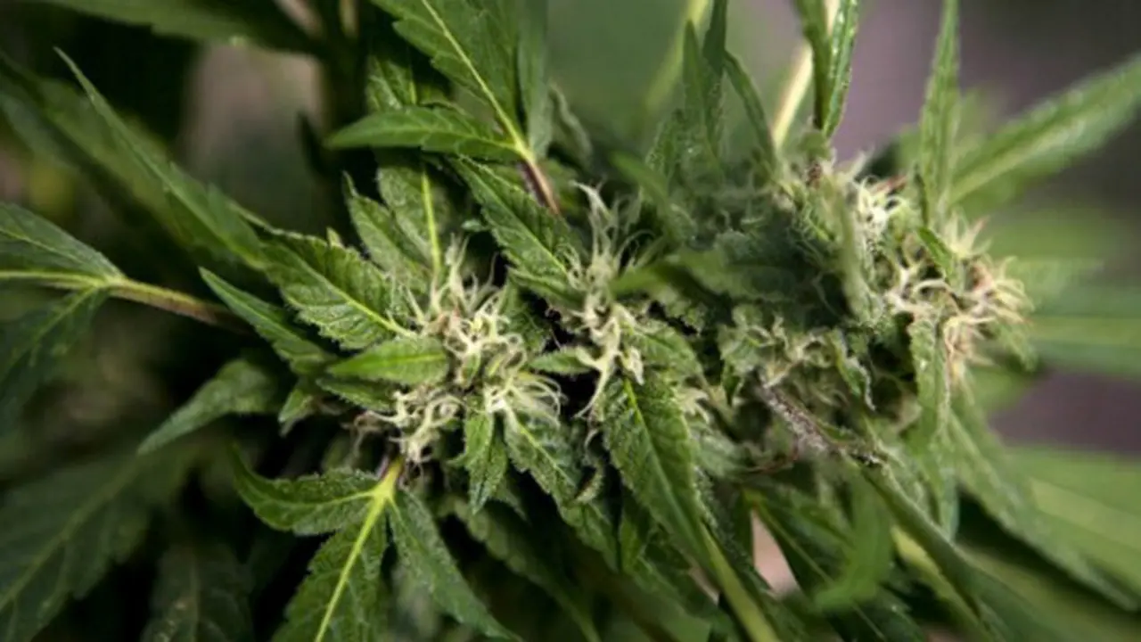 6 Negara Surga Pengguna Ganja