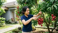 Cara Menanam Leci dari Bibit Hingga Panen, Panduan Lengkap agar Berbuah Lebat
