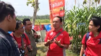 Benih Jagung Bebas Jamur Bulai Masuk Grobogan