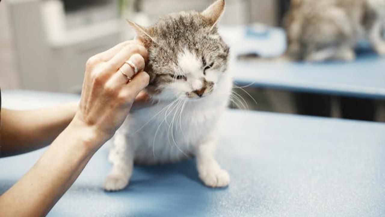 Tips Membuat Kucing Tetap Nyaman di Rumah Sendirian ketika Ditinggal Liburan