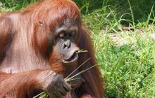 Penampakan Orang Utan Raksasa Diduga di Kaltim, Datang ke Permukiman Warga Disebut karena Hutan Digunduli