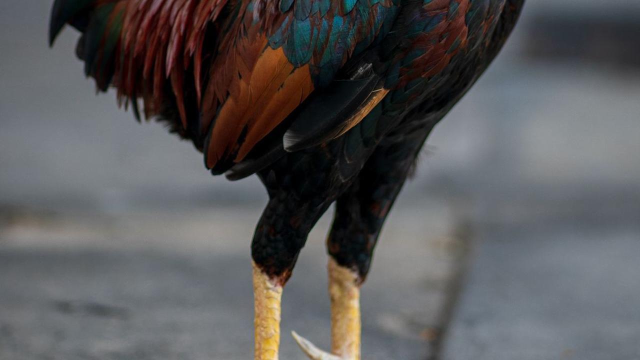 Arti Ayam Berkokok Tengah Malam, Ini Mitos dan Doa yang Dapat Dipanjatkan