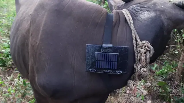 Pemasangan alat pemantauan kesehatan hewan untuk Moo Apps. (Liputan6.com/ ist)