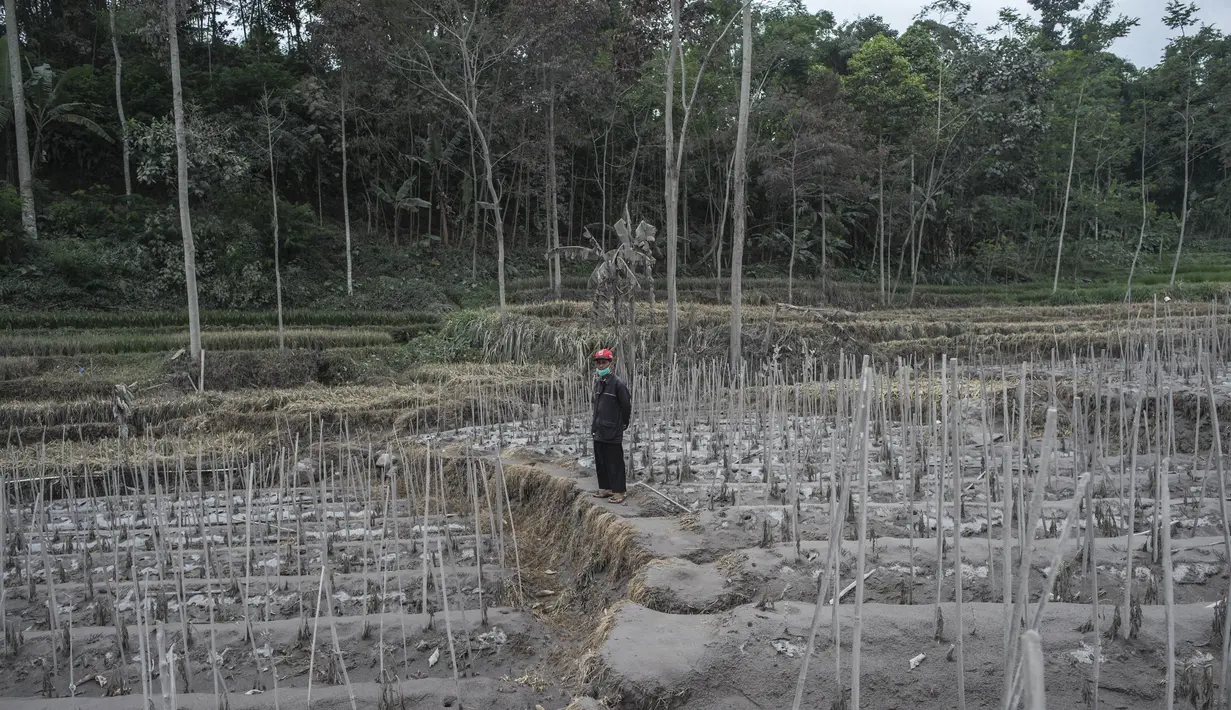Seorang warga memeriksa lahan pertanian yang terdampak letusan Gunung Semeru di Lumajang, Provinsi Jawa Timur (3/12/2020). Menurut Kepala PVMBG Badan Geologi Kementerian ESDM Kasbani juga meminta masyarakat mewaspadai gugurnya kubah lava di Kawah Jonggring Seloko. (AFP/Juni Kriswanto)