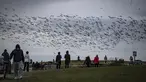 Sejumlah orang menyaksikan kawanan angsa salju terbang di Garry Point Park, di Richmond, British Columbia, Kanada pada Minggu (10/1/2021). Angsa, yang berkembang biak di Siberia, bermigrasi di sepanjang pantai pasifik untuk menghabiskan musim dingin. (Darryl Dyck/The Canadian Press via AP)