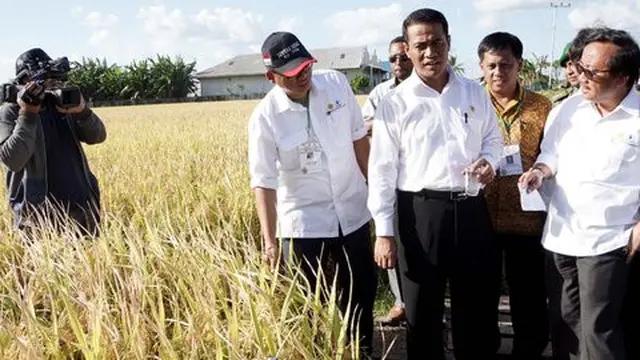 Mentan Amran Sulaiman di Merauke. ©handout/Kementan