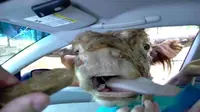 Sapi Unik Penyuka Acar Timun