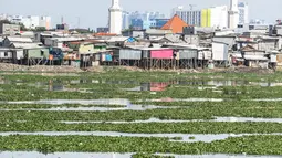 Suasana Waduk Pluit yang dipenuhi eceng gondok, Jakarta, Jumat (22/2). Pendangkalan waduk menyebabkan tanaman eceng gondok tumbuh liar di waduk pluit. (Liputan6.com/Faizal Fanani)