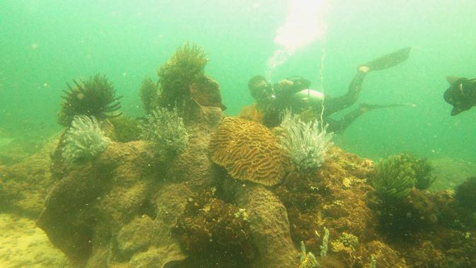 Surga Bawah Laut Kutai Kartanegara Hancur Diduga Digilas Ponton Batu Bara