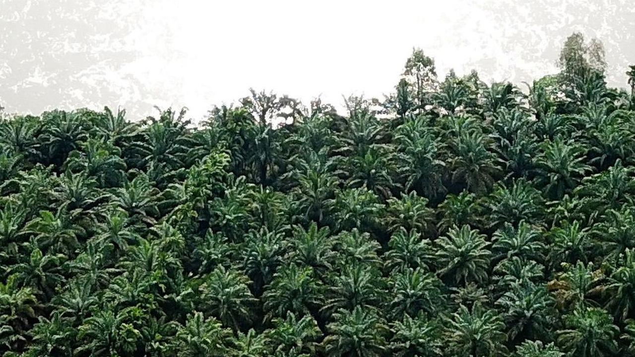 Pola Kemitraan PTPN IV Bakal Diadopsi Petani Sawit, Tetap Dapat Penghasilan Saat Peremajaan Kebun