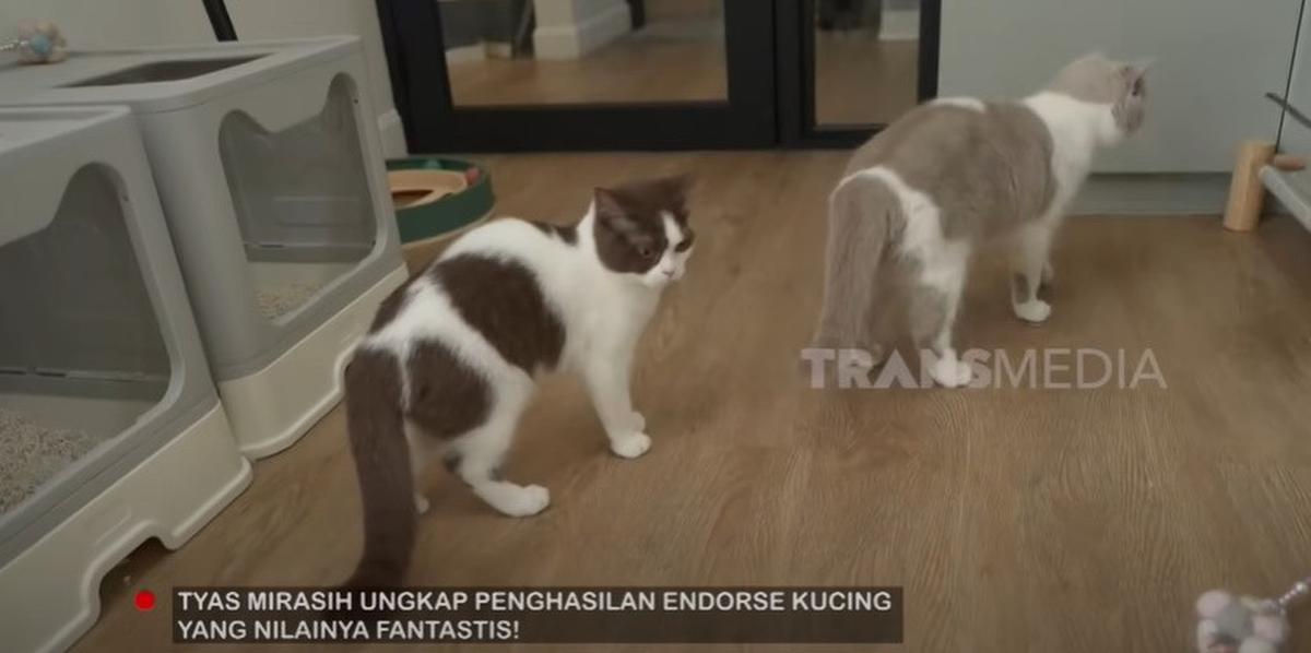 7 Potret Rumah Kucing Tyas Mirasih bak Asrama, Dihuni 24 Ekor Anabul - Ada Ruang Melahirkan