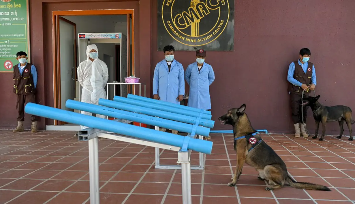 Seekor anjing duduk setelah mengendus sampel dari pasien virus corona COVID-19 saat sesi pelatihan di Pusat Aksi Ranjau Kamboja, Provinsi Kampong Chhnang, Kamboja, 27 September 2021. Otoritas antiranjau darat Kamboja melatih anjing untuk mendeteksi COVID-19. (TANG CHHIN SOTHY/AFP)