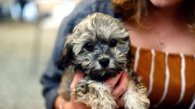 Jenis Anjing Ras Kecil