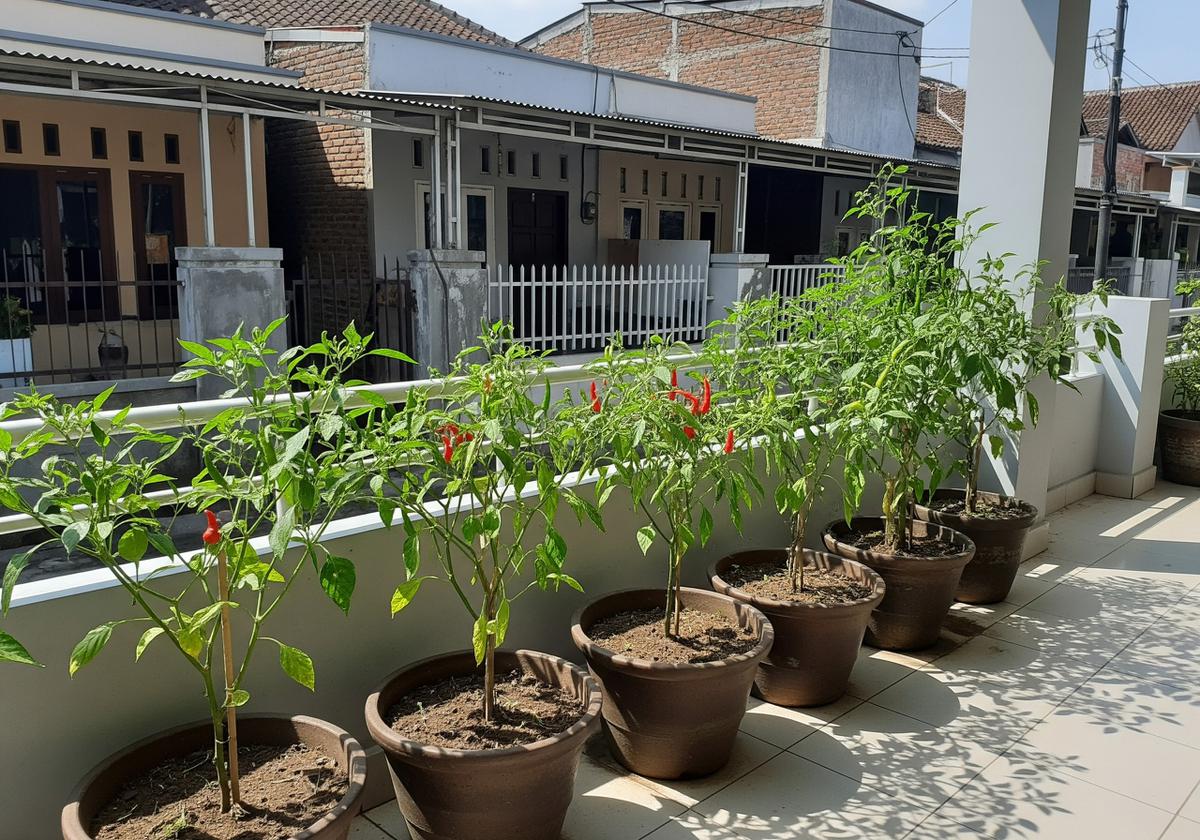 Tips Memanfaatkan Teras Rumah untuk Berkebun dengan Memilh Sayur yang Sering Dipakai