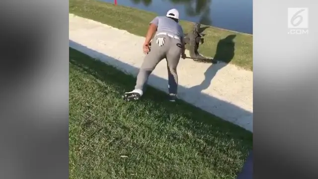 Seekor buaya muncul di lapangan golf dan mengganggu seorang pria berlatih golf.