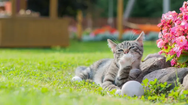Kucing Berliur