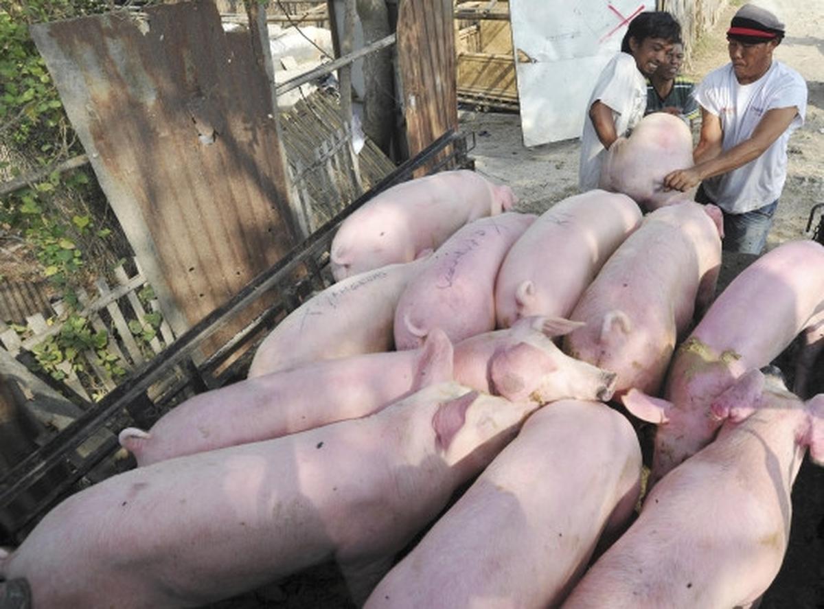 Pemindahan ratusan babi dari bantaran Sungai Cisadane