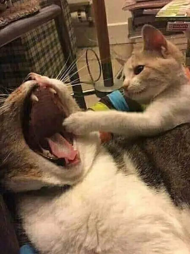6 Ekspresi Kucing Menguap Ngantuk Ini Bikin Gemas Lihatnya
