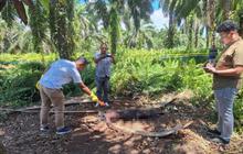Misteri di Kinali: Penemuan Mayat Kebun Sawit Tanpa Identitas, Diduga Dimakan Biawak