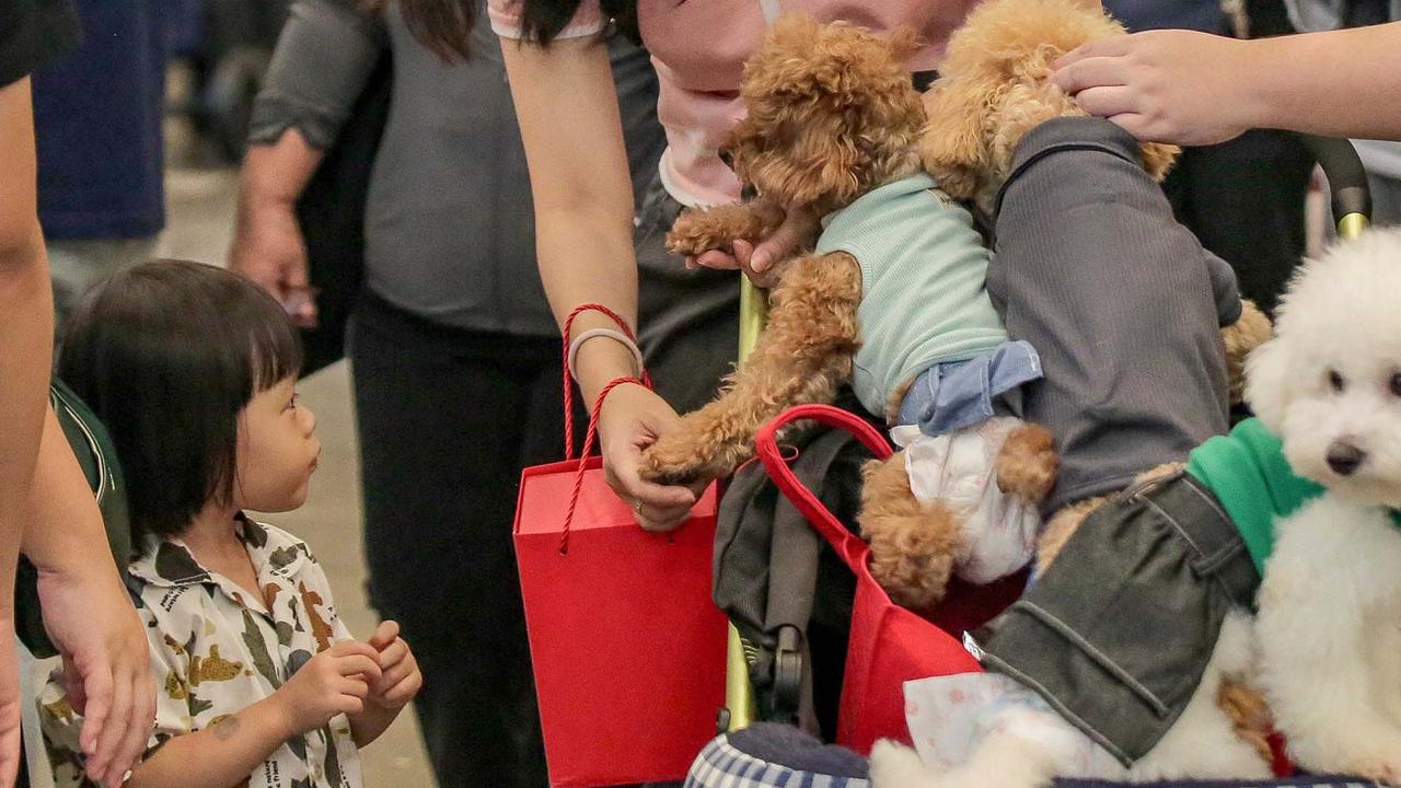 FOTO: Keseruan Pengunjung dengan Binatang Kesayangan saat Pet Fest 2025