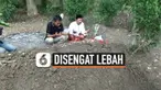 Seorang wargga Tuban, Jawa timur tewas setelah diengat ratusan lebah di belakang rumahnya. Korban menderita ratusan luka di sekujur tubuhnya.