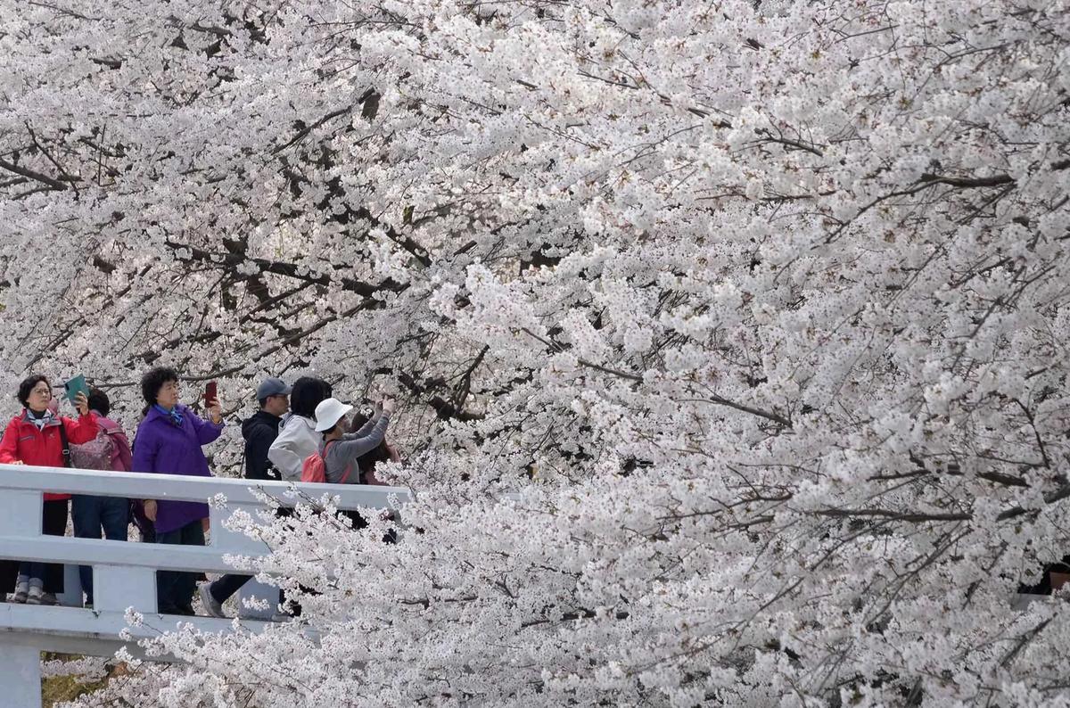 FOTO: Mekarnya Bunga Sakura Warnai Musim Semi di Seoul