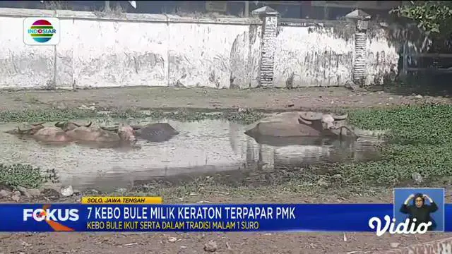Fokus : Limbah Busa Mirip Awan di Area Perkebunan Sawit Kampar Riau