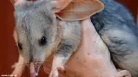 Kate Middleton Lahiran, Pemerintah Australia Hadiahi Hewan Bilby