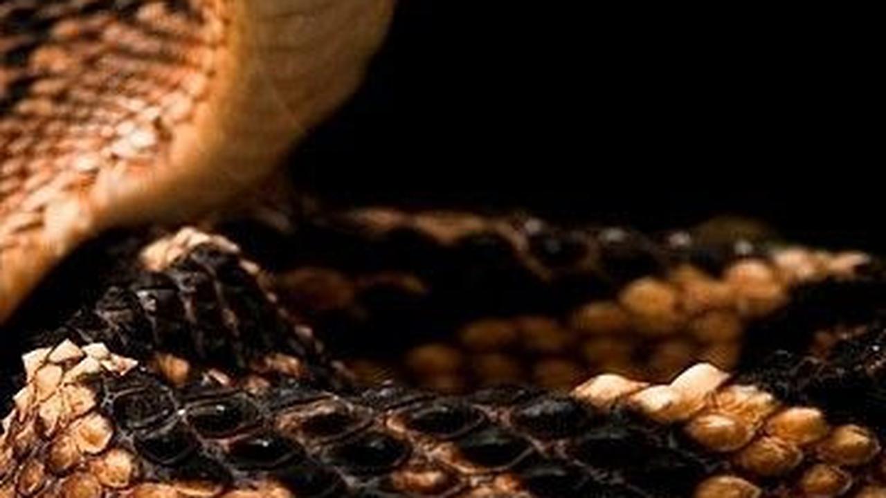 Digigit Ular Berbisa, Pria Ini Bertahan Hidup Sendiri di Dalam Hutan