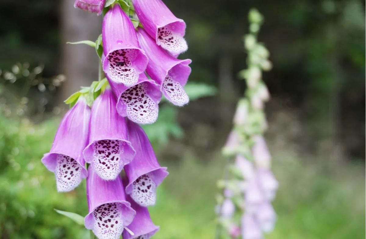 Bunga Digitalis (Foxglove)