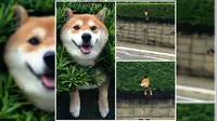 Pose Lucu Anjing Shiba Inu Terjebak di Semak-Semak