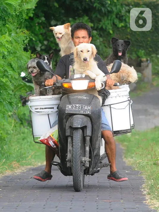 Alasan Lelut mengajak enam anjing sekaligus sebenarnya sederhana. Dia sudah mencintai anjing sejak tahun 1999. Mencari pakan bersama anjing memberikan kesenangan tersendiri bagi Lelut.  (merdeka.com/A rie Basuki)